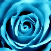 blue rose